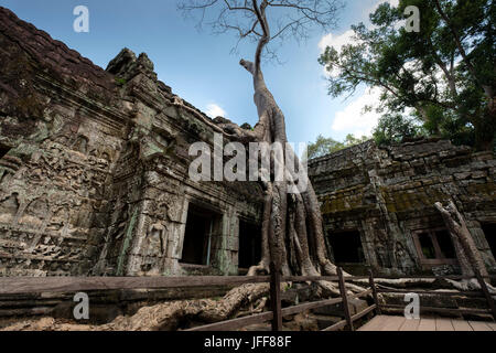 Ta Prohm temple, province de Siem Reap, Cambodge Banque D'Images