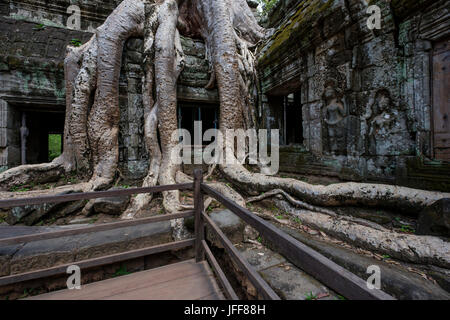 Ta Prohm temple, province de Siem Reap, Cambodge Banque D'Images