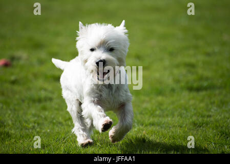 Westie West Highland Terrier Running Banque D'Images