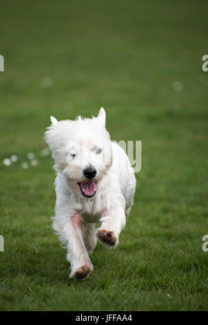 Westie West Highland Terrier Running Banque D'Images