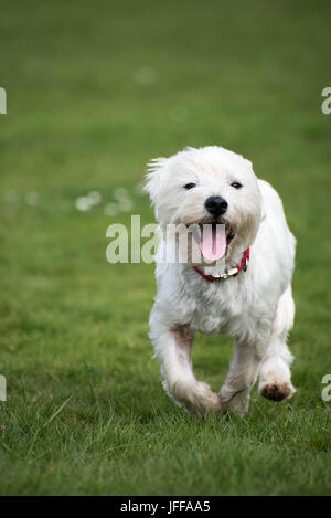 Westie West Highland Terrier Running Banque D'Images