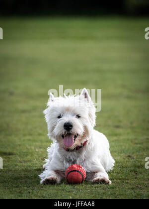 Westie West Highland Terrier Running Banque D'Images