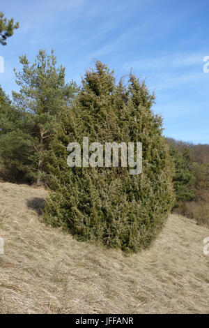 Le genévrier commun Juniperus communis, Banque D'Images