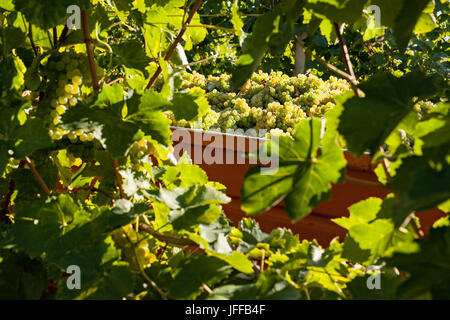 Grappes de raisins blancs chargé sur camion Banque D'Images