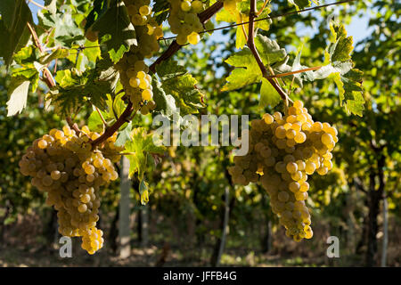 Grappes de raisins blancs sur la vigne Banque D'Images