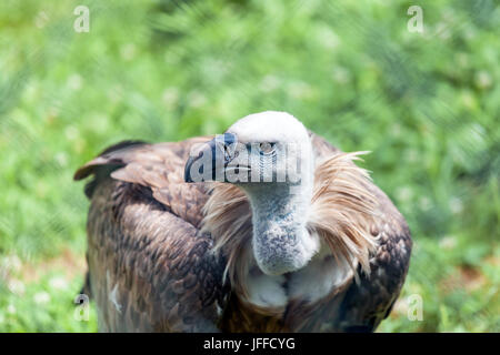 Vautour fauve (Gyps fulvus) regarde autour de lui et cherche de la nourriture pour lui-même Banque D'Images