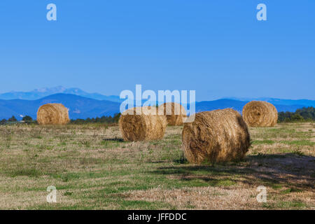 Bottes de foin dans un champ de la Toscane Italie Banque D'Images