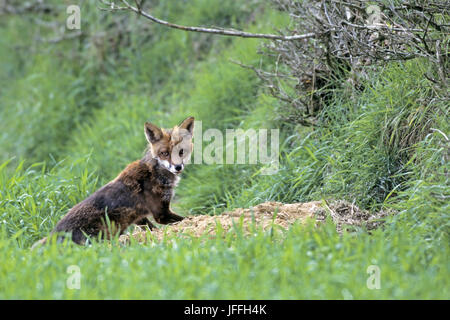 Red Fox vixen, femme Banque D'Images