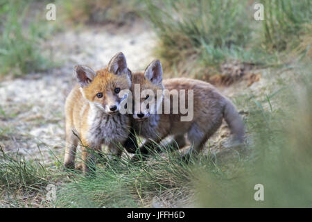 Kit Red Fox, CUB, pup Banque D'Images