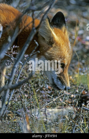 Red Fox avec les proies Banque D'Images