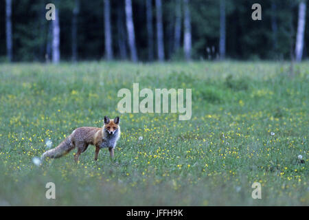 Red Fox vixen Banque D'Images