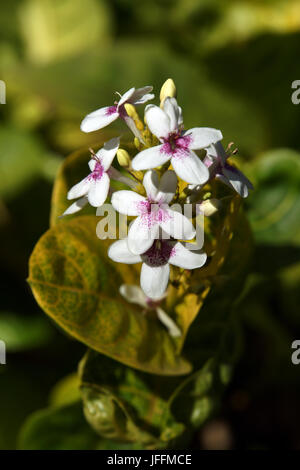 Pseuderanthemum carruthersii var. reticulatum Banque D'Images