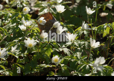 Anemone nemorosa, Windflower Banque D'Images