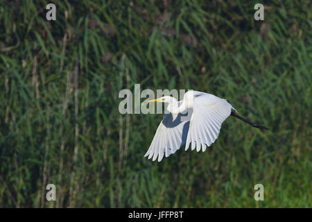 Grande Aigrette en vol Banque D'Images