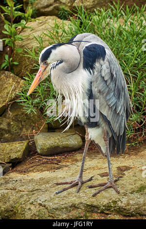 Heron sur le rocher Banque D'Images