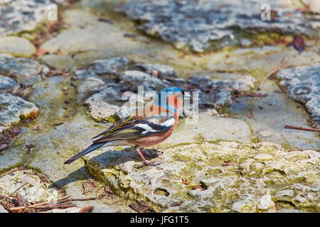 Chaffinch commun on Rock Banque D'Images