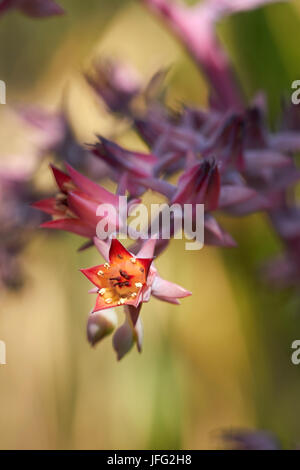 Fleurs d'un Echeveria gibbiflora Banque D'Images