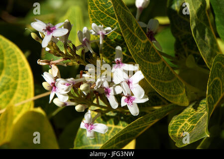 Pseuderanthemum carruthersii var. reticulatum Banque D'Images