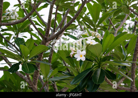 Fleurs de frangipanier blanc sur un arbre au Laos, Asie Banque D'Images