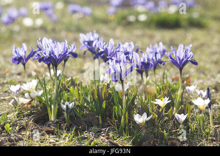 Iris reticulata Iris nain, Banque D'Images