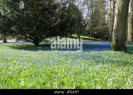 Scilla sibirica, Sibérien Squill Banque D'Images