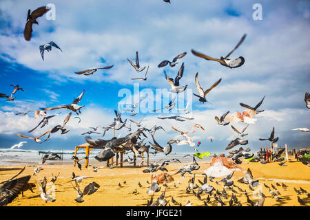 Le gros lot de pigeons Banque D'Images