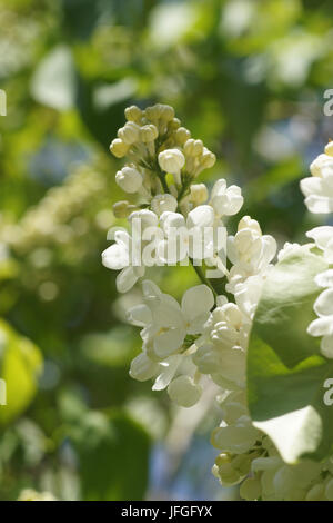 Syringa vulgaris, le lilas Banque D'Images