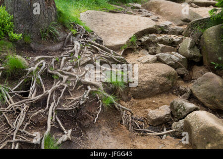 racines Banque D'Images