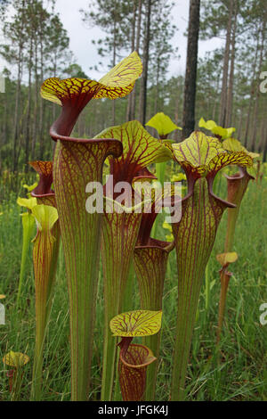 La sarracénie pourpre (Sarracenia hybrides x moorei) croissant dans l'infiltration de colline, tourbière SE USA Banque D'Images