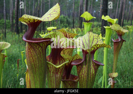 Close up de la sarracénie pourpre (Sarracenia hybride) croissant dans l'infiltration de colline, tourbière SE USA Banque D'Images