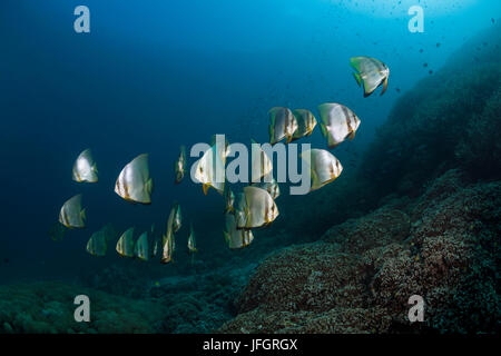 Long rêve fin bat fish, platax teira, Floride, Iles Salomon Banque D'Images