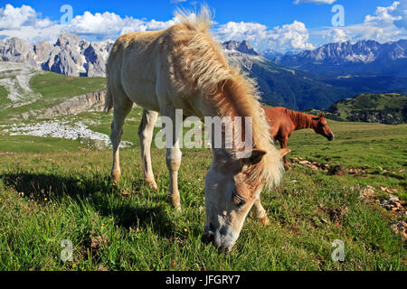 L'Italie, région Trentin Tyrol du Sud, Bolzano, les Dolomites, à Schlern Haflinger, en face du massif du jardin de roses Banque D'Images