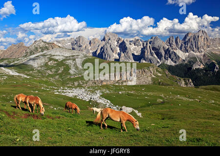 L'Italie, région Trentin Tyrol du Sud, Bolzano, les Dolomites, à Schlern Haflinger, en face du massif du jardin de roses Banque D'Images