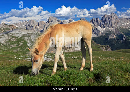 L'Italie, région Trentin Tyrol du Sud, Bolzano, les Dolomites, à Schlern Haflinger, en face du massif du jardin de roses Banque D'Images