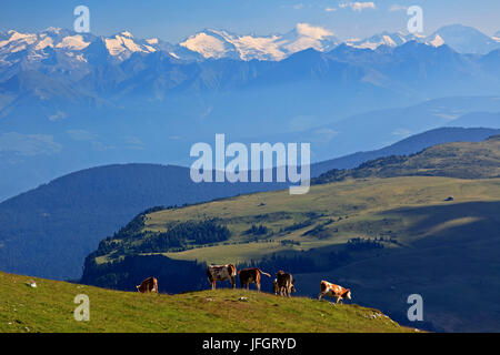 L'Italie, région Trentin Tyrol du Sud, Bolzano, les Dolomites, à Schlern, les vaches dans le Schlern, dans l'arrière-plan les Alpes de Zillertal Banque D'Images