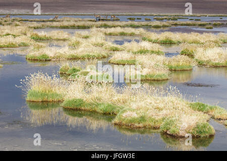 Le Chili, l'herbe des pampas Incahuasi, Ischu, Lagoon Banque D'Images