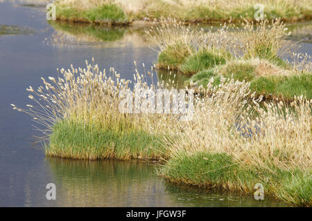 Le Chili, l'herbe des pampas Incahuasi, Ischu, Lagoon Banque D'Images