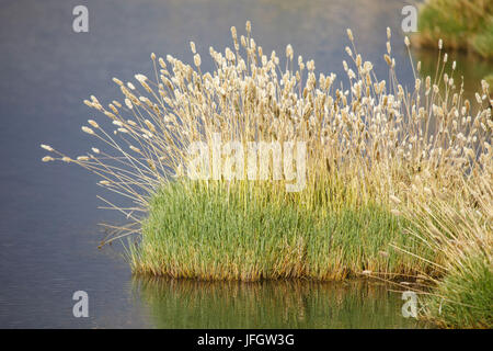 Le Chili, l'herbe des pampas Incahuasi, Ischu, Lagoon Banque D'Images