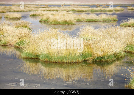 Le Chili, l'herbe des pampas Incahuasi, Ischu, Lagoon Banque D'Images