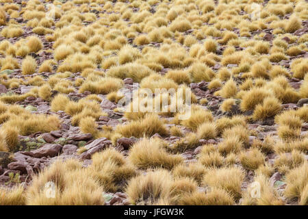 Le Chili, l'herbe des pampas Incahuasi, Ischu Banque D'Images