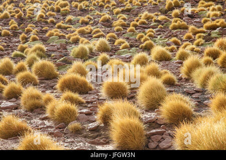 Le Chili, l'herbe des pampas Incahuasi, Ischu Banque D'Images