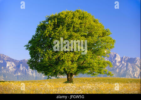 Grand Chêne comme un seul arbre au printemps Banque D'Images