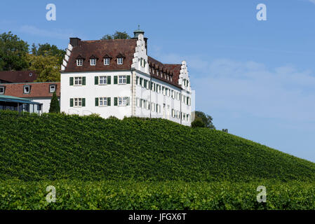 Castle Mountain la sienne, vignoble, Immenstaad, Lac de Constance, Baden-Wurttemberg, Allemagne Banque D'Images