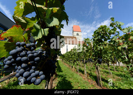 Vignes et église paroissiale Saint Johann in Hagnau, Lac de Constance, Baden-Wurttemberg, Allemagne Banque D'Images