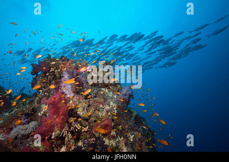 Coral reef avec harem-flag perchoirs, Pseudanthias squamipinnis, Sanganeb, la mer Rouge, au Soudan Banque D'Images