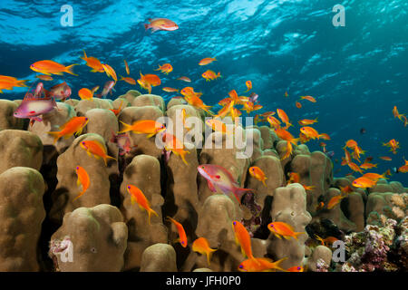 Coral reef avec harem-flag perchoirs, Pseudanthias squamipinnis, la mer Rouge, Egypte, Ras Mohammed Banque D'Images