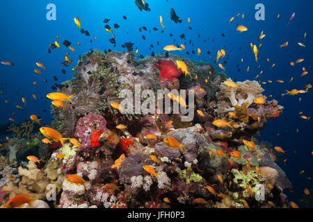 Coral reef avec harem-flag perchoirs, Pseudanthias squamipinnis, la mer Rouge, Egypte, Ras Mohammed Banque D'Images