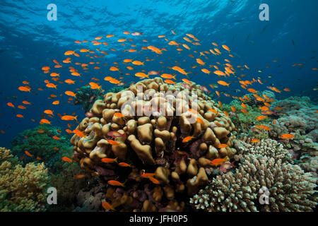 Coral reef avec harem-flag perchoirs, Pseudanthias squamipinnis, la mer Rouge, Egypte, Ras Mohammed Banque D'Images