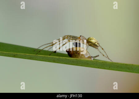 Une araignée plate, Tetragnatha extensa, sur l'escargot du cabinet Banque D'Images