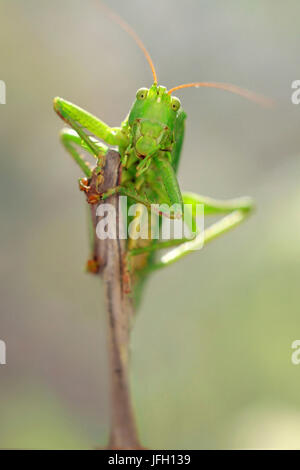 Foin vert, Tettigonia viridissima, cheval Banque D'Images